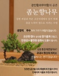 작지만 품격있는 우리집 작은정원, 플랜팁의 프리미엄 미니분재 by 플랜팁 | wadiz 작지만 품격있는 우리집 작은정원, 플랜팁의 프리미엄... 