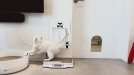 고양이 수명 연장 체중계 <묘키로> 고양이 수명 연장 체중계  <묘키로>