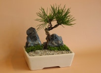 [앵콜]작지만 품격있는 우리집 작은정원, 플랜팁의 프리미엄 미니분재