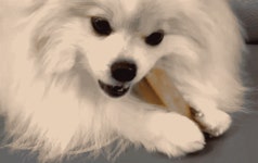 [야크츄] 침으로 녹여먹는 24시간 씹는 강아지껌이 있다?ㅣ분리불안 입질 by 강서물산