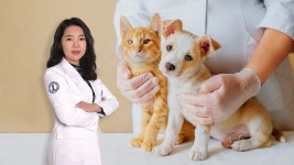 사랑하는 강아지,고양이 건강 검진! 꼭 필요한 항목만 선택해서 받아보세요 | 와디즈 오픈예정 사랑하는 강아지,고양이 건강 검진! 꼭 필요한... 