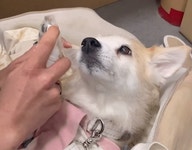 by 소미인터내셔널 주식회사 [도그스킨 트래블펫키지 6set] 펫동반여행 1분만에 준비 끝!  by 소미인터내셔널 주식회사