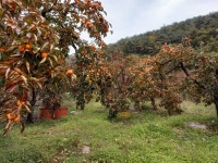 [연간생산량 3만3천톤] 이 맛있는 감을 어찌할 감? 누르면 감 이옴!