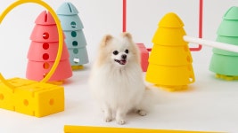 [앵콜/반려동물어질리티] 산책대신 핏포포2, 우리아이 건강하고 똑똑하게!