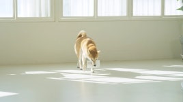 알러지 OUT! 비만견, 노령견도 걱정없는 저칼로리 천연 다이어트 간식! by 스코비아일랜드