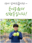 [자연의시간] 800g이상 왕 사이즈 샤인머스캣 선물 세트 2.4kg