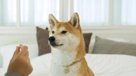 알러지 OUT! 비만견, 노령견도 걱정없는 저칼로리 천연 다이어트 간식! by 스코비아일랜드