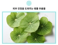 26년 피부전문 동물병원 연구가 담긴 댕냥이<닥터라라 펫 수분크림&샴푸>