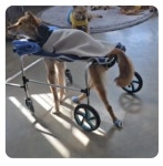 by 유로씨티365(EUROCITY365) 유럽 프리미엄 반려동물 스테디 셀러 영양제 히알루티딘 TRM   by 유로씨티365(EUROCITY365)