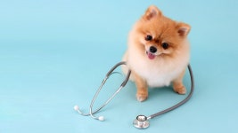 누적 2억+ 7차앵콜ㅣ20만원대 반려견 건강검진이 돌아왔어요 | 와디즈 오픈예정 누적 2억+ 7차앵콜ㅣ20만원대 반려견 건강검진이 돌아왔어요 