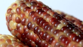 35년 경력의, 쫀득함이 일품인 전남 곡성 햇 흑 찰옥수수