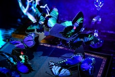 [JLCC 국내 공식 유통] TCC 버터플라이 플레잉카드 by 주식회사 제이엘(JL)