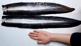 맛 없고 작디작은 그저그런 장어 말고 ㅡ 진짜 고창 풍천장어 | 와디즈 오픈예정 맛 없고 작디작은 그저그런 장어 말고 ㅡ 진짜 고창 풍천장어