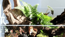 책상위의 정원 오픈형 테라리움