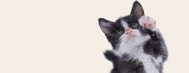 키즈•펫 어드벤처 기획전