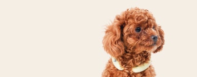 키즈•펫 어드벤처 기획전