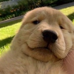 RED HANDS / 그린비아토 - genie