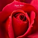 곡 정보>멜론 Puple Rose - 디오티마