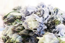 멜론매거진>멜론 너가 나에게 준 꽃, Cherry Coke [every flower you gave me]