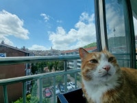 멜론매거진>멜론 여러분의 고양이는 안녕한가요? - 고양이를 위한 클래식 모음집