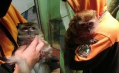 원숭이 삼순이 유기 논란, 동물농장측 입장 | 위키트리 원숭이 삼순이 유기 논란, 동물농장측 입장 