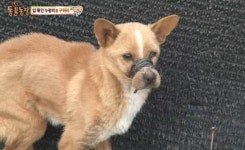 동물농장 고무줄로 입 묶인 누렁이 영상 | 위키트리 동물농장 고무줄로 입 묶인 누렁이 영상