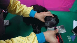 발톱 깎기·항문털 정리까지, 반려견 셀프미용 영상 | 위키트리 발톱 깎기·항문털 정리까지, 반려견 셀프미용 영상