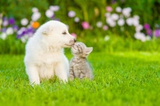 애견카페서 불…고양이·개 100마리가 불에 타 숨졌다 | 위키트리 애견카페서 불…고양이·개 100마리가 불에 타 숨졌다 