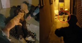 “우리 할아버지 집 제가 알아요!” 경찰에 집 안내해준 충견 똘이 | 위키트리 “우리 할아버지 집 제가 알아요!” 경찰에 집 안내해준 충견 똘이