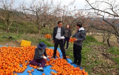 영암군청 산하 직원, ‘한마음 한뜻’ 대봉감 수확 일손돕기 나서 | 위키트리 영암군청 산하 직원, ‘한마음 한뜻’ 대봉감 수확 일손돕기 나서