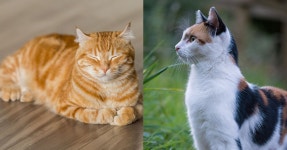 “고등어도 있네” 우리나라 토종 고양이 코리안숏헤어 종류 6 | 위키트리 “고등어도 있네” 우리나라 토종 고양이  코리안숏헤어 종류 6