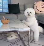 “성공했을까?” 간식이 너무 먹고 싶었던 다리 짧은 댕댕이 | 위키트리 “성공했을까?” 간식이 너무 먹고 싶었던 다리 짧은 댕댕이