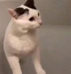 전생에 나라 구한 집사만 만날 수 있다는 고양이 | 위키트리 전생에 나라 구한 집사만 만날 수 있다는 고양이