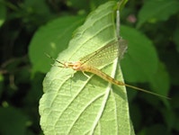 코로나 보다 더 무섭다는 남양주 팅커벨의 정체 (영상) | 위키트리 코로나 보다 더 무섭다는 남양주 팅커벨의 정체 (영상)