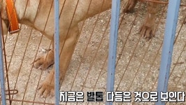 비난 세게 받던 지드래곤, 실제 수의사 등판해 반전 상황 벌어졌다 | 위키트리 비난 세게 받던 지드래곤, 실제 수의사 등판해 반전 상황 벌어졌다