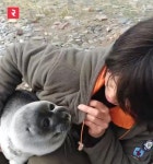 “물개와 개의 만남” 호숫가에서 발견된 아기 물범의 정체 | 위키트리 “물개와 개의 만남” 호숫가에서 발견된 아기 물범의 정체