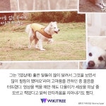 “잘 지내고 있다...” 강형욱 아내가 전하는 다올이 이야기 | 위키트리 “잘 지내고 있다...” 강형욱 아내가 전하는 다올이 이야기