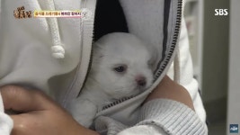 “음식물 쓰레기통에서 새끼 강아지를 주웠습니다” | 위키트리 “음식물 쓰레기통에서 새끼 강아지를 주웠습니다”