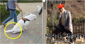 “들켰다…” SBS 동물농장, 공중파 사상 역대급 주작 의혹 | 위키트리 “들켰다…” SBS 동물농장, 공중파 사상 역대급 주작 의혹