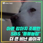 아픈 강아지 조롱한 SBS ‘동물농장’ 더 큰 비난 쏟아져 | 위키트리 아픈 강아지 조롱한 SBS ‘동물농장’ 더 큰 비난 쏟아져