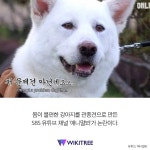 아픈 강아지 조롱한 SBS ‘동물농장’ 더 큰 비난 쏟아져 | 위키트리 아픈 강아지 조롱한 SBS ‘동물농장’ 더 큰 비난 쏟아져