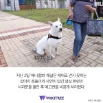 아픈 강아지 조롱한 SBS ‘동물농장’ 더 큰 비난 쏟아져 | 위키트리 아픈 강아지 조롱한 SBS ‘동물농장’ 더 큰 비난 쏟아져