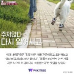 아픈 강아지 조롱한 SBS ‘동물농장’ 더 큰 비난 쏟아져 | 위키트리 아픈 강아지 조롱한 SBS ‘동물농장’ 더 큰 비난 쏟아져