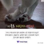 아픈 강아지 조롱한 SBS ‘동물농장’ 더 큰 비난 쏟아져 | 위키트리 아픈 강아지 조롱한 SBS ‘동물농장’ 더 큰 비난 쏟아져