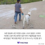 아픈 강아지 조롱한 SBS ‘동물농장’ 더 큰 비난 쏟아져 | 위키트리 아픈 강아지 조롱한 SBS ‘동물농장’ 더 큰 비난 쏟아져