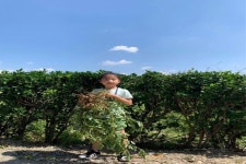 상주 백원초등학교 1학년 학생들 땅콩캐기 체험 | 위키트리 상주 백원초등학교 1학년 학생들  땅콩캐기 체험