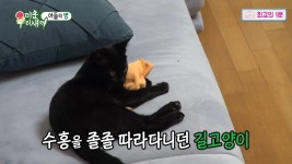 미우새 박수홍이 구조한 낚시터 길냥이 다홍이 근황 | 위키트리 미우새 박수홍이 구조한 낚시터 길냥이 다홍이 근황