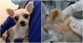[캘린더+] 강아지, 고양이… 반려동물 키우시는 분들은 오늘(16일)부터 꼭 동물병원에 가셔야 합니다 | 위키트리 [캘린더+] 강아지, 고양이... 