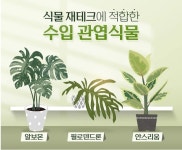 잎 한 장에 50만원이나 되는 식물, 당신도 집에서 키워 판매할 수 있습니다 | 위키트리 잎 한 장에 50만원이나 되는 식물, 당신도 집에서 키워... 