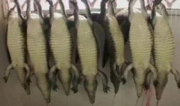 “에르메스, 버킨백 만들려고 이런 농장 짓고 있습니다” | 위키트리 “에르메스, 버킨백 만들려고 이런 농장 짓고 있습니다” 